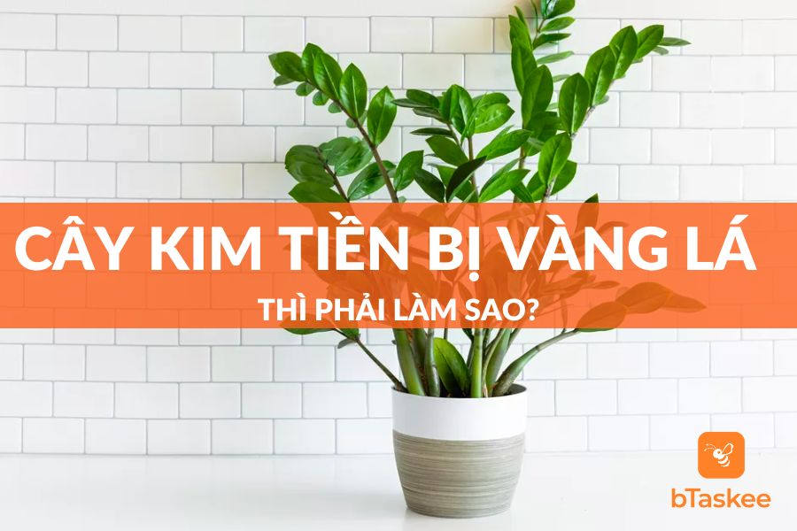 Cây Kim Tiền Bị Vàng Lá Thì Phải Làm Sao?