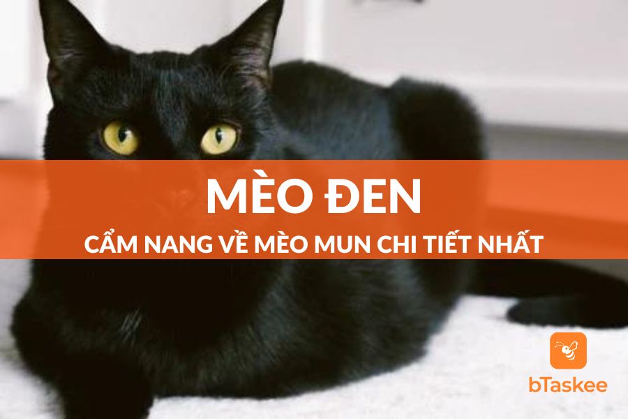 Cẩm Nang Về Mèo Đen (Mèo Mun) - Giống Mèo Ma Lực Bí Ẩn Nhất Thế Giới