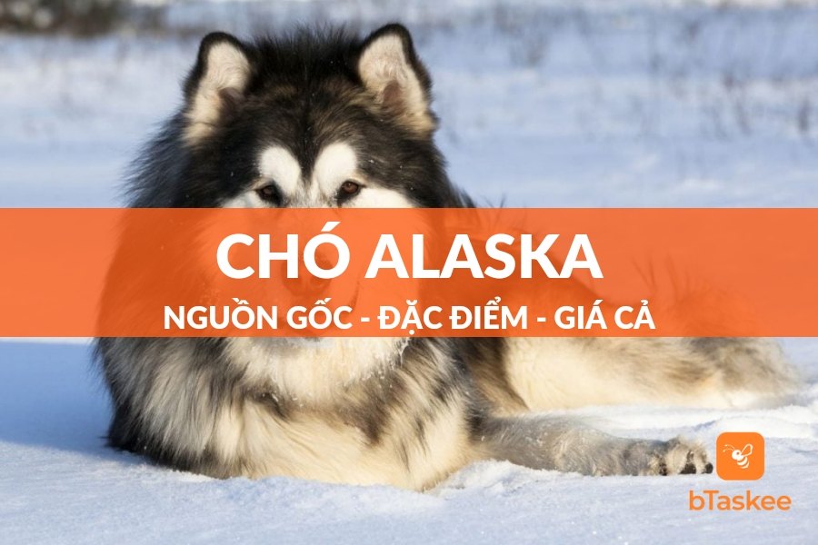 Chó Alaska: Nguồn Gốc, Đặc Điểm Và Giá Bán Chi Tiết