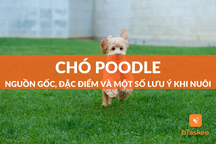 Chó Poodle: Nguồn Gốc, Đặc Điểm Và Một Số Lưu Ý Khi Nuôi
