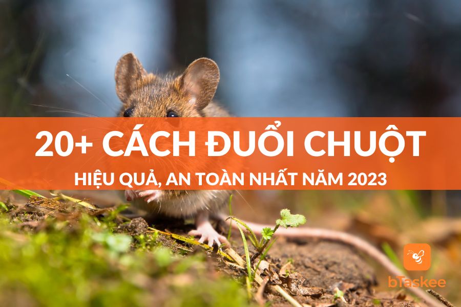 Tổng Hợp 20+ Cách Đuổi Chuột Hiệu Quả An Toàn Nhất Hiện Nay