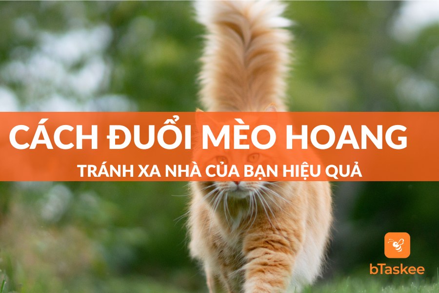 Cách Đuổi Mèo Hoang Tránh Xa Nhà Của Bạn Hiệu Quả