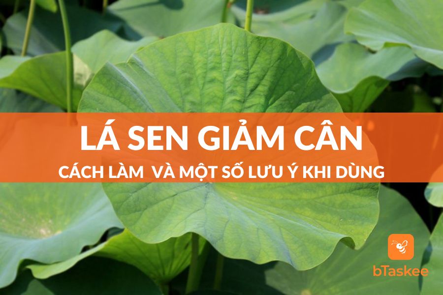 Dùng Lá Sen Giảm Cân Có Hiệu Quả Không? Cách Dùng Ra Sao?