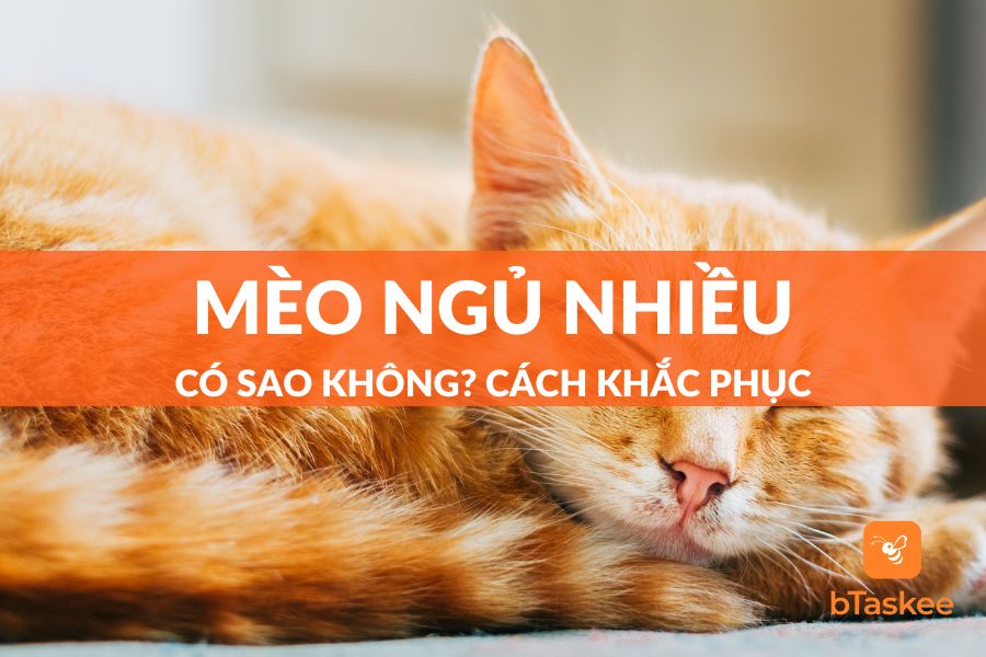 Mèo Ngủ Nhiều Có Sao Phải Bệnh Không? Vì Sao Mèo Lại Ngủ Nhiều?