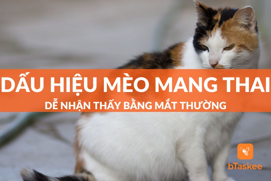 13 Dấu Hiệu Mèo Mang Thai, Có Bầu Mà Mọi "Con Sen" Nhất Định Phải Biết