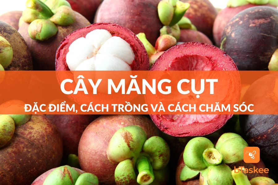 Cây Măng Cụt: Đặc Điểm, Cách Trồng Và Cách Chăm Sóc