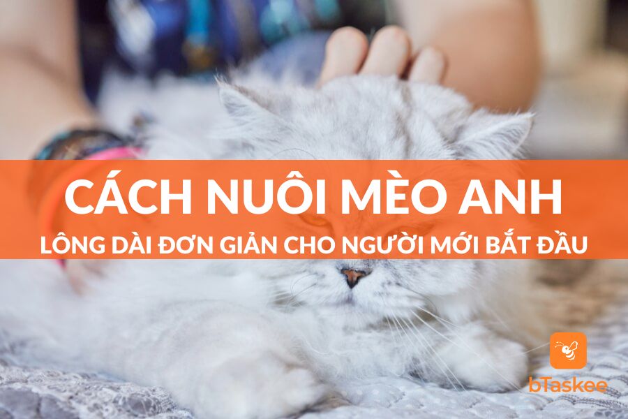 Cách Nuôi Mèo Anh Lông Dài Đơn Giản Cho Người Mới Bắt Đầu