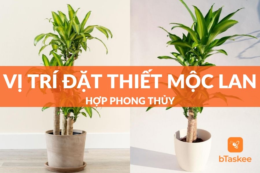 Cách Trồng Và Vị Trí Đặt Cây Thiết Mộc Lan