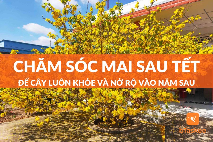Cách Chăm Sóc Mai Sau Tết Chuẩn Thợ Vườn Để Năm Sau Lại Ra Hoa
