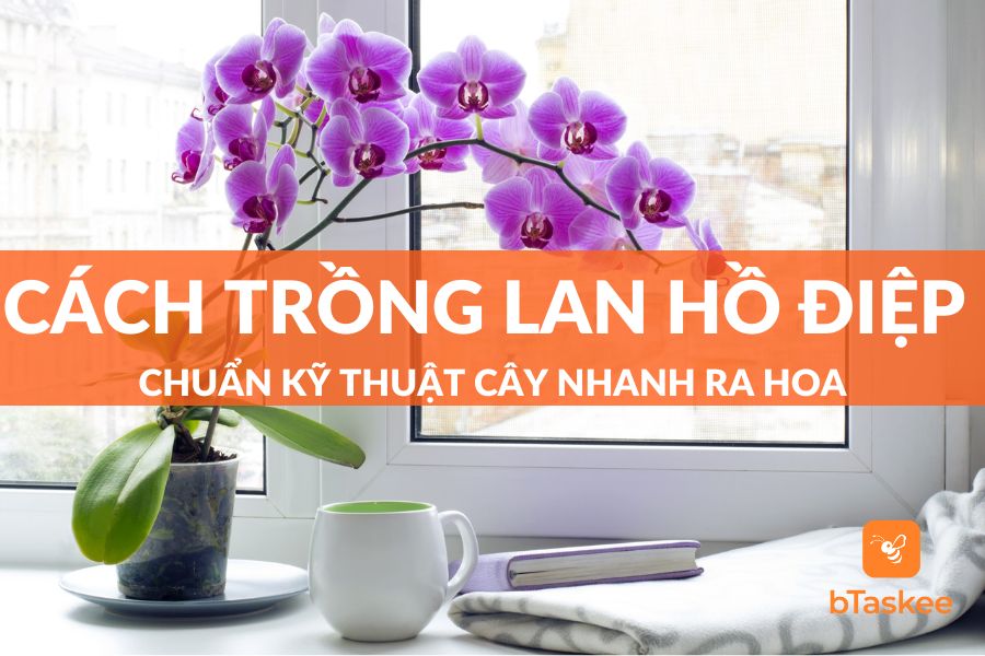Chia Sẻ Cách Trồng Lan Hồ Điệp Chuẩn Kỹ Thuật Cây Nhanh Ra Hoa