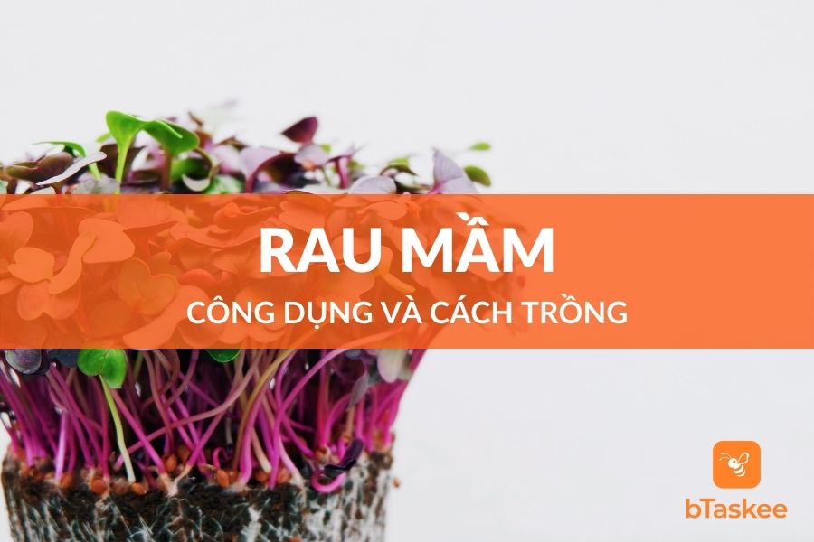Rau Mầm Là Gì? Tác Dụng Và Cách Trồng Rau Mầm Tại Nhà