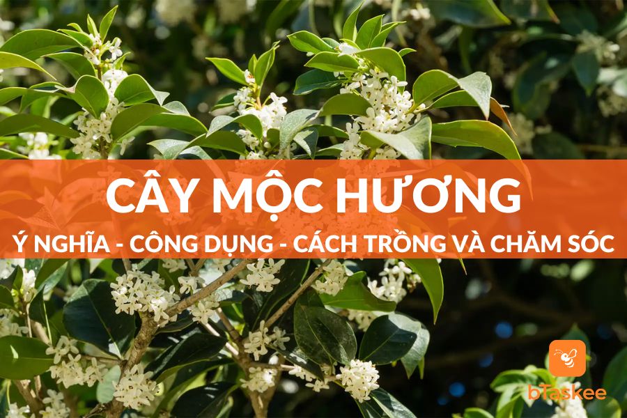 Cây Mộc Hương: Ý Nghĩa, Công Dụng, Cách Trồng Và Chăm Sóc