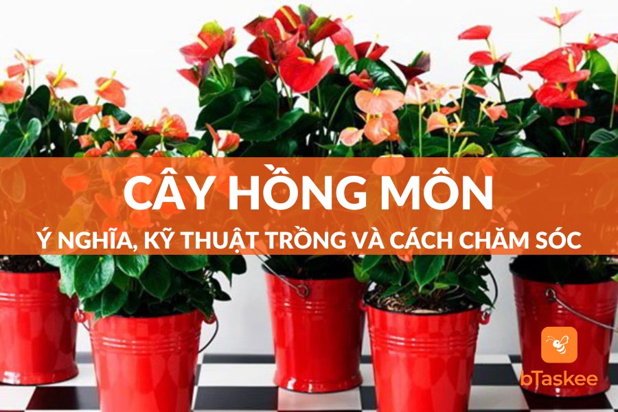 Cây Hồng Môn: Ý Nghĩa, Kỹ Thuật Trồng Và Cách Chăm Sóc