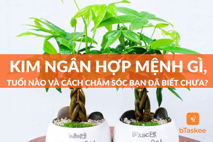 Cây Kim Ngân Hợp Mệnh Gì? Cách Trồng, Chăm Sóc Và Giá Bán Ra Sao?