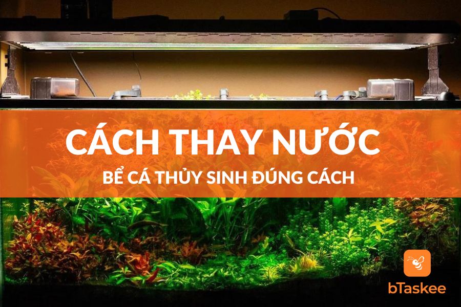 Cách Thay Nước Bể Cá Thủy Sinh Sạch Và Tính Thẩm Mỹ Cao