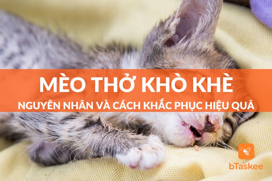 Mèo Thở Khò Khè: Nguyên Nhân Và Cách Khắc Phục Hiệu Quả