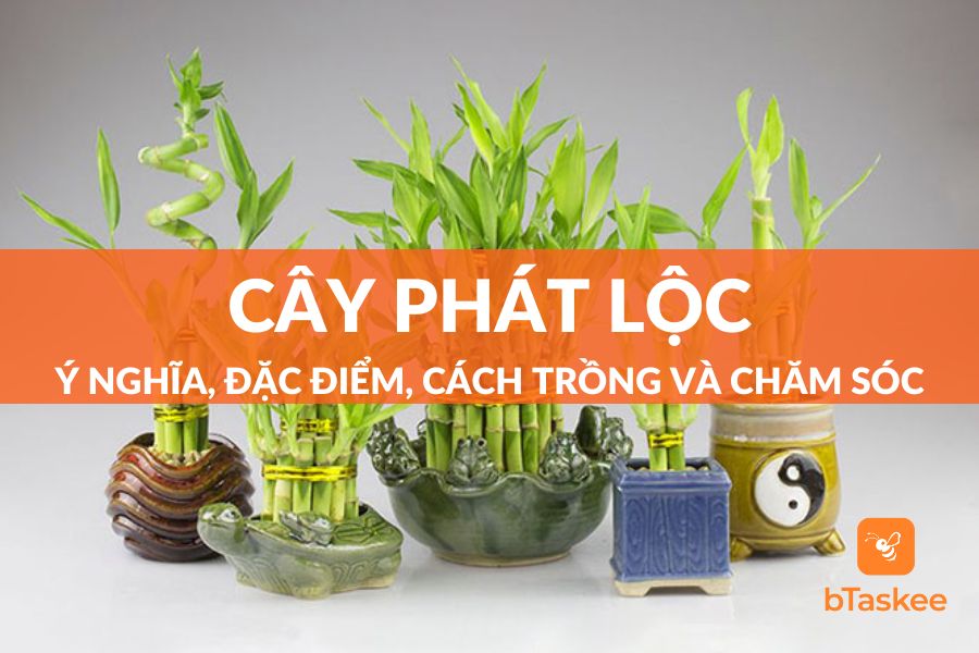 Cây Phát Lộc: Ý Nghĩa, Đặc Điểm, Cách Trồng, Chăm Sóc