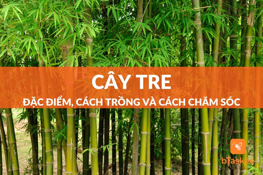 Cây Tre: Đặc Điểm, Ý Nghĩa, Cách Trồng Và Cách Chăm Sóc Chuẩn