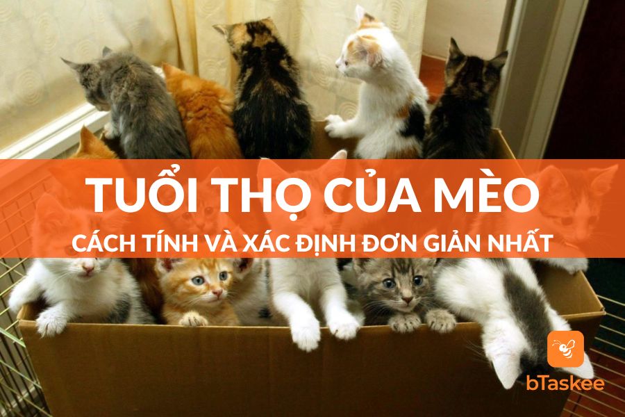 Tuổi Thọ Của Mèo Là Bao Lâu? Hướng Dẫn Cách Tính Tuổi Thọ Của Mèo Dễ Nhất