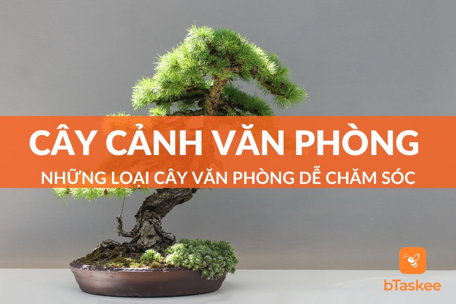 Cây Cảnh Văn Phòng Dễ Chăm Sóc, Tốt Cho Sức Khỏe