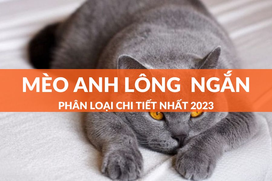 10+ Cách Phân Biệt Các Loại Mèo Anh Lông Ngắn Đơn Giản Nhất