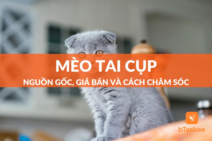 Mèo Tai Cụp Scottish Fold: Nguồn Gốc, Cách Chăm Sóc và Giá Bán