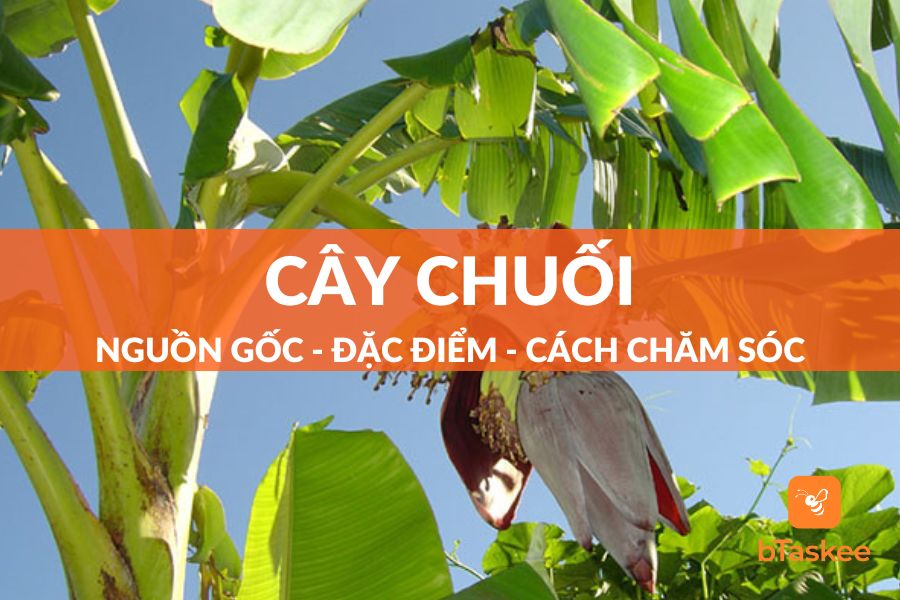 Cây Chuối: Nguồn Gốc, Đặc Điểm, Công Dụng, Cách Trồng Và Chăm Sóc