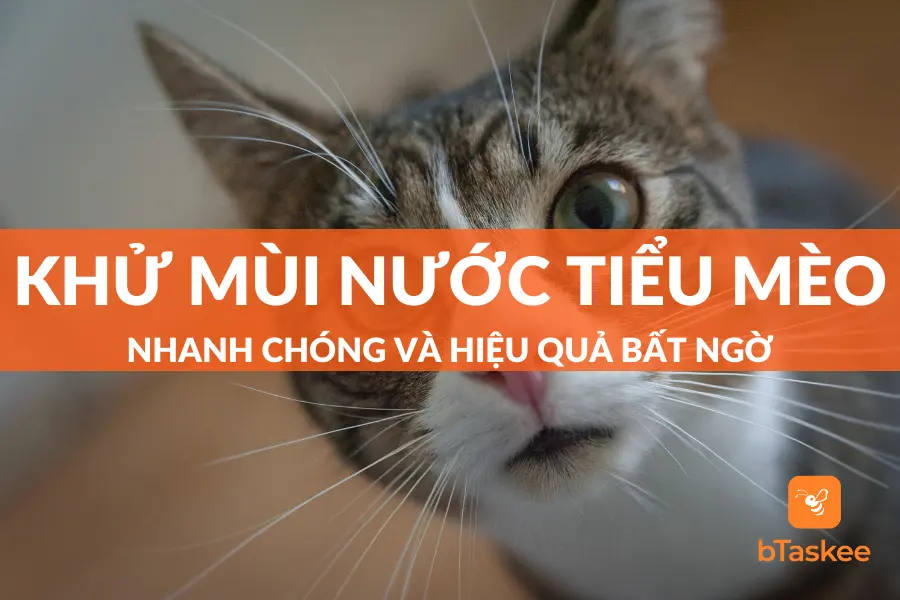 Cách Khử Mùi Nước Tiểu Mèo Dành Cho Người Yêu Thú Cưng