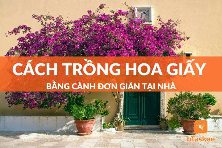Cách Trồng Hoa Giấy Bằng Cành Đơn Giản, Cây Phát Triển Tốt