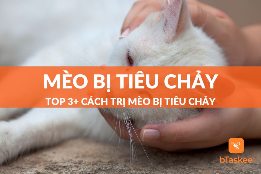 Mèo Bị Tiêu Chảy: Nguyên Nhân, Dấu Hiệu Và Cách Chăm Sóc Tại Nhà