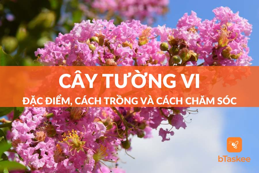 Cây Tường Vi: Đặc Điểm, Công Dụng, Ý Nghĩa, Cách Trồng Và Cách Chăm Sóc